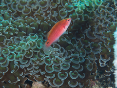 Cirrhilabrus solorensis