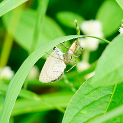 Pseudozizeeria maha okinawana