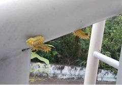 Scopelodes contracta