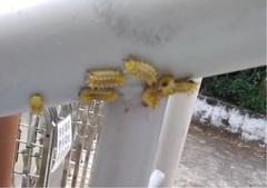 Scopelodes contracta