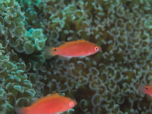 Redeye fairy wrasse (Cirrhilabrus solorensis) — Labridae — 4