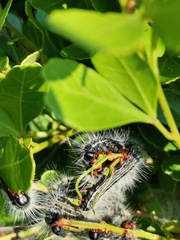 Bombycomorpha bifascia