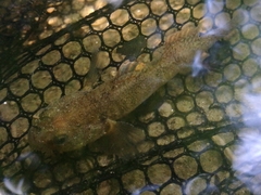 Padogobius bonelli