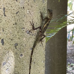 Diploderma polygonatum polygonatum