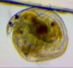 Chydorus