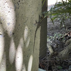 Diploderma polygonatum polygonatum