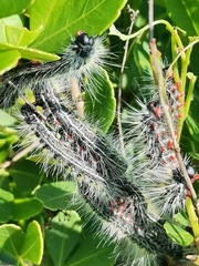 Bombycomorpha bifascia