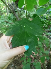Crataegus maximowiczii