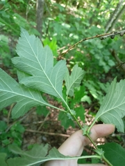 Crataegus maximowiczii
