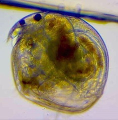 Chydorus