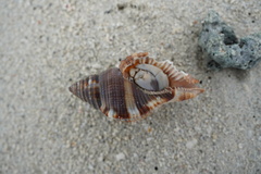 Monoplex pilearis