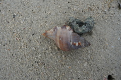 Monoplex pilearis