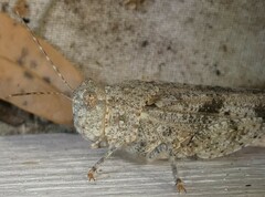 Trimerotropis maritima