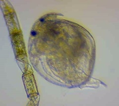 Chydorus