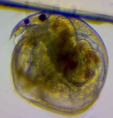 Chydorus