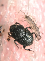 Onthophagus hecate