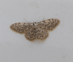Idaea typicata