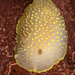 Cadlina - Photo (c) matt knoth, some rights reserved (CC BY-NC-ND)