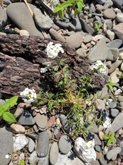 Dontostemon pinnatifidus