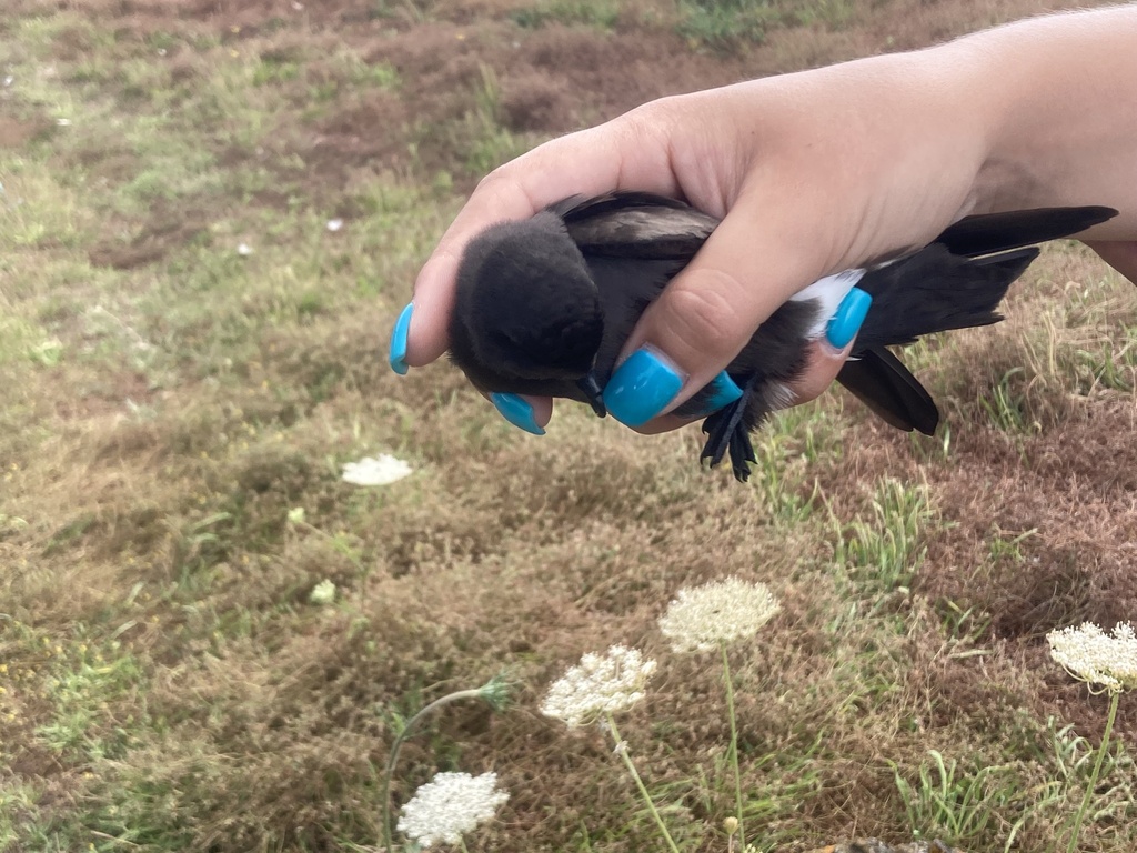Monteiro's Storm-petrel