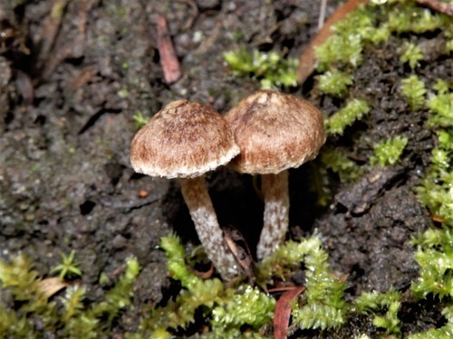 Inocybe serrata image