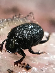 Onthophagus hecate