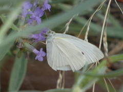 Pieris rapae