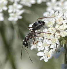 Formica cunicularia