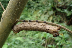 Acherontia