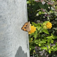 Junonia almana almana