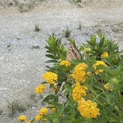 Junonia almana almana