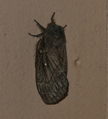 Gloveria arizonensis