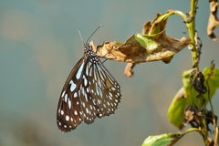 Tirumala limniace limniace