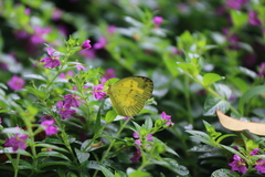 Eurema andersoni