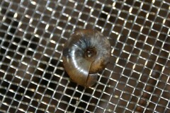 Aegopinella nitidula