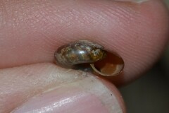 Aegopinella nitidula