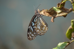 Tirumala limniace limniace