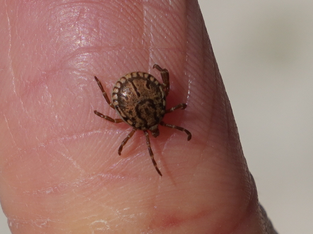 Seabird Tick