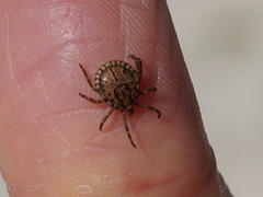 Amblyomma loculosum