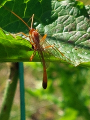 Enicospilus ramidulus