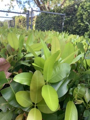 Calophyllum inophyllum