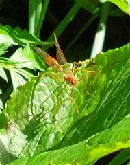 Enicospilus ramidulus