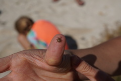 Amblyomma loculosum
