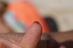 Amblyomma loculosum