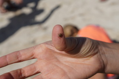 Amblyomma loculosum