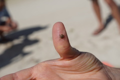 Amblyomma loculosum