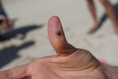 Amblyomma loculosum