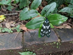 Eterusia aedea formosana