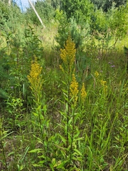 Solidago × niederederi