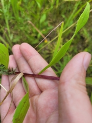 Solidago × niederederi